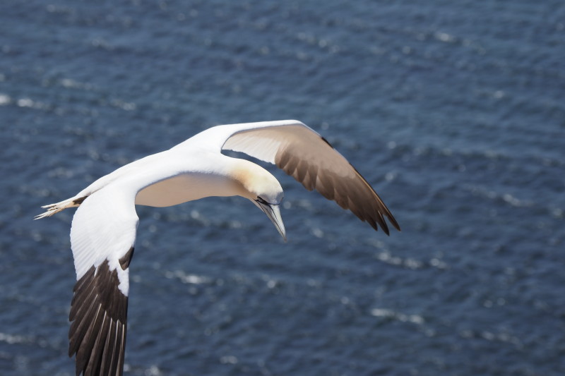 Sule ved Helgoland