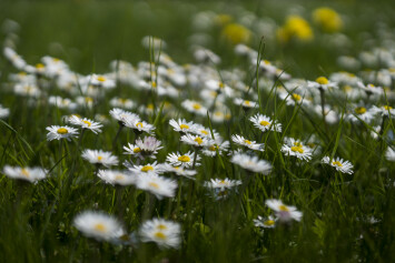 Frøens blomster perspektiv