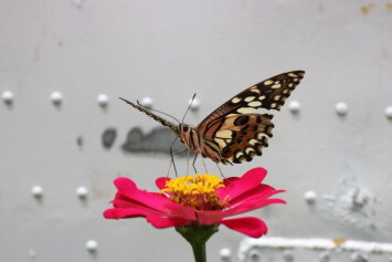 Butterfly from Laos, 2018