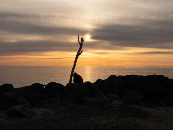 Solnedgang Skagen strand