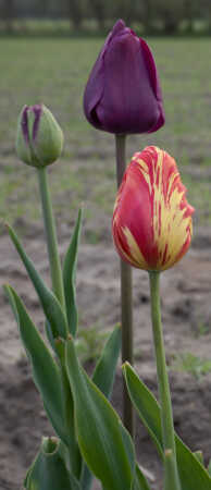 Tulipaner