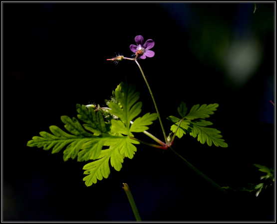 Skovblomst.