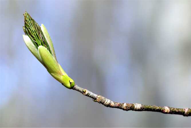 Bøg på spring