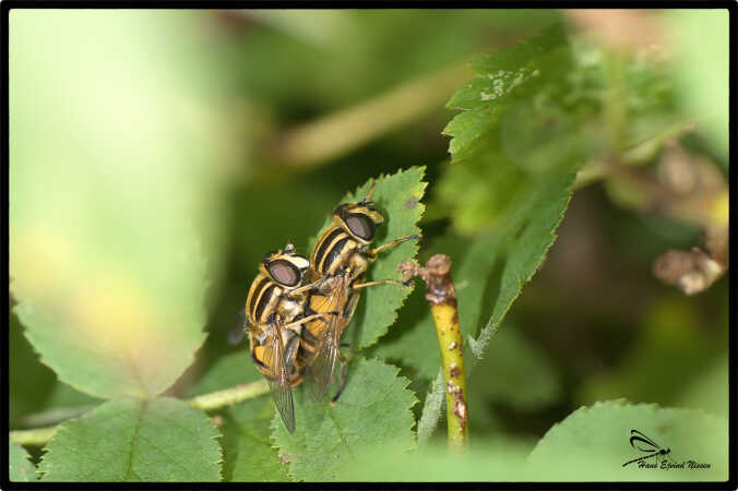 to flue med et smæk