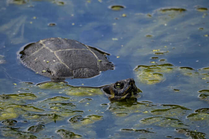 Skildpadde