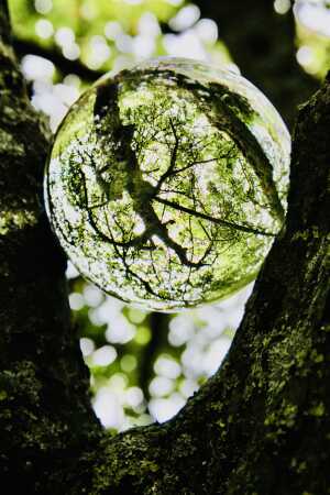 Lensball i træ. 