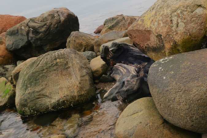 Smukke mønstre i sten og træ ved stranden