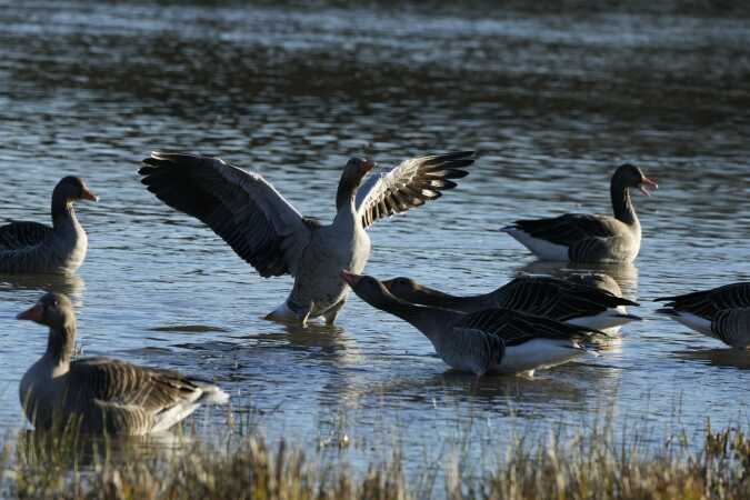 Hindemade sø Haderslev