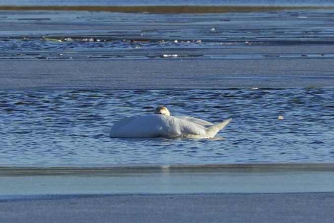 Middags lur i solen ved Vejle
