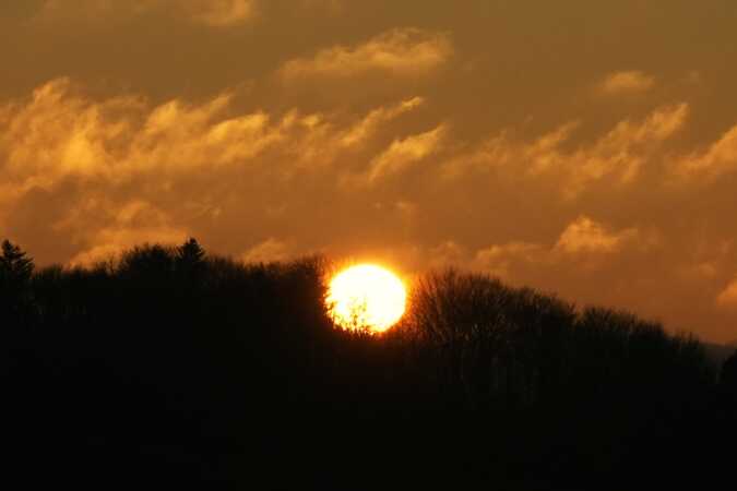 Solnedgang "brænder" i trætoppen