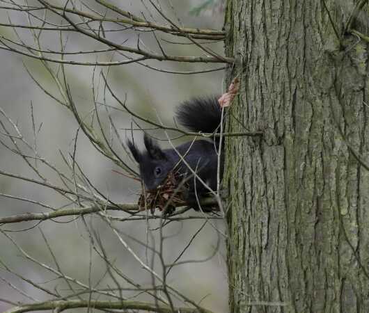 Egner arbejder med at bygge rede 