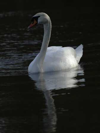 En smuk svane i solen.