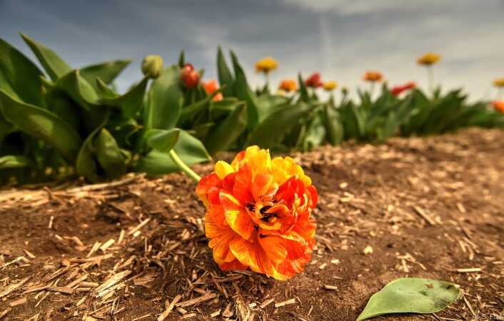 Tulipan