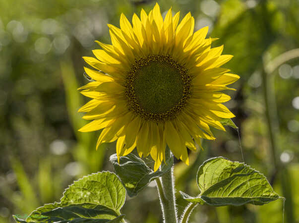 2025 aug 17 solsikker modlys Tandrup digevej (3)-SharpenAI-Motion