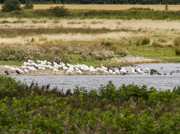 2025 aug 25 skestorke Sneum engsø (4)-SharpenAI-Focus