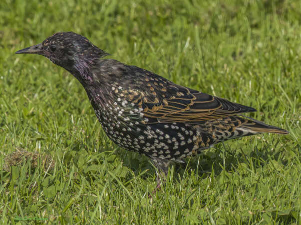 2025 aug 26 stære vinterfjerdragt kammerslusen (11)-SharpenAI-Focus - Kopi