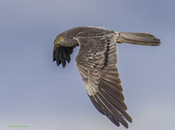 2025 jul 23 hedehøgehan flyvende Margrethekog (127)-SharpenAI-Focus-Edit