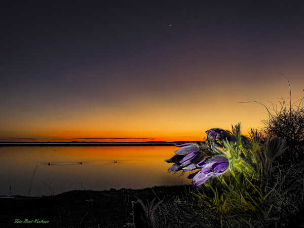 2025 mar 31 kobjælder gyldne time Halk (22)-SharpenAI-Focus