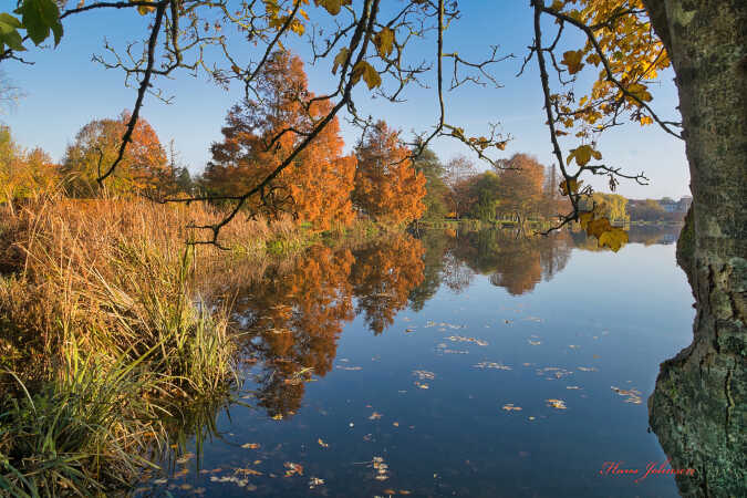 Damparken i Æfterårslokk 
