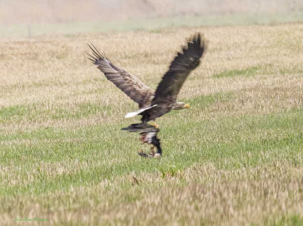 2025 dec 08 havørn med bytte Brøns  (6)-SharpenAI-Focus