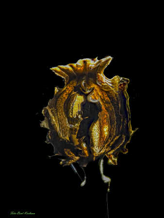 2025 dec 10 kornvalmue frøkapsel modlys (44)-SharpenAI-Motion-Edit