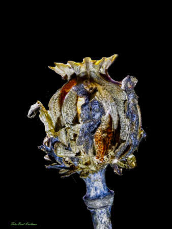 2025 dec 10 kornvalmue frøkapsel modlys (45)-SharpenAI-Focus-Edit