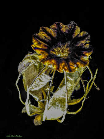 2025 dec 10 kornvalmue frøkapsel modlys (18)-SharpenAI-Motion-Edit