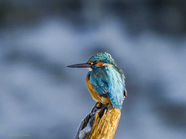 2026 jan 04 isfugl Kammerslusen (1)-SharpenAI-Focus