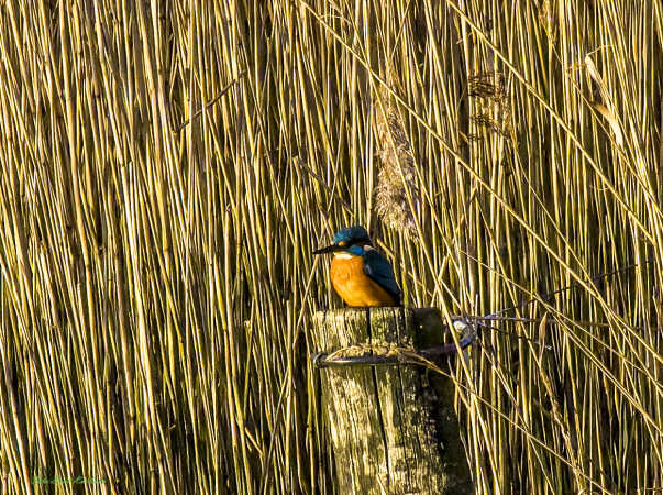 2025 dec 30  isfugl Kammerslusen (1)-SharpenAI-Focus