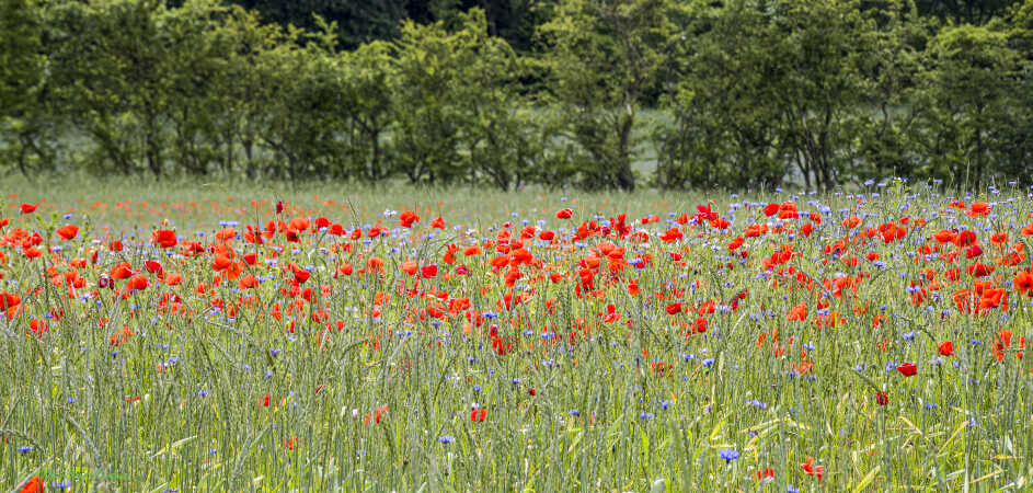 2026 jun 18 kornblomst valmuemark Hostrup (9)-SharpenAI-Standard