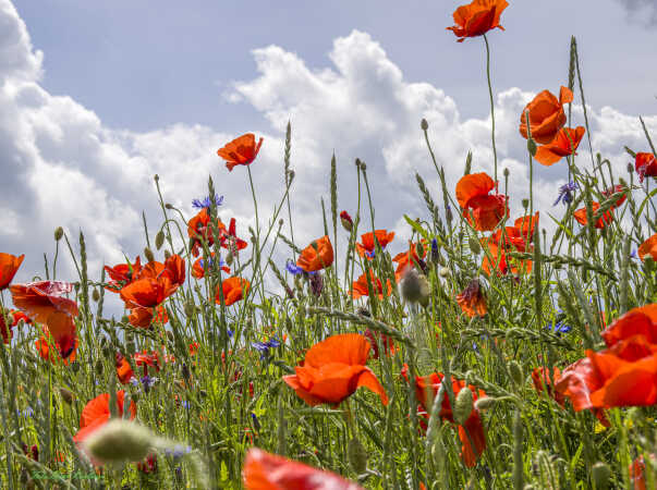 2026 jun 18 kornblomst valmuemark Hostrup (7)-SharpenAI-Standard