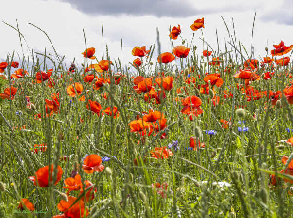 2026 jun 18 kornblomst valmuemark Hostrup (11)-SharpenAI-Standard