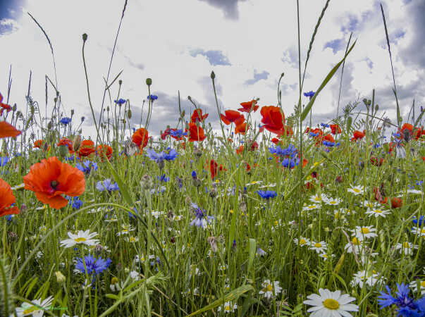 2026 jun 18 kornblomst valmuemark Hostrup (29)-SharpenAI-Standard