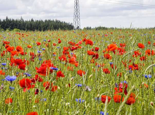 2026 jun 17 kornblomst valmuemark Hostrup (2)-SharpenAI-Standard
