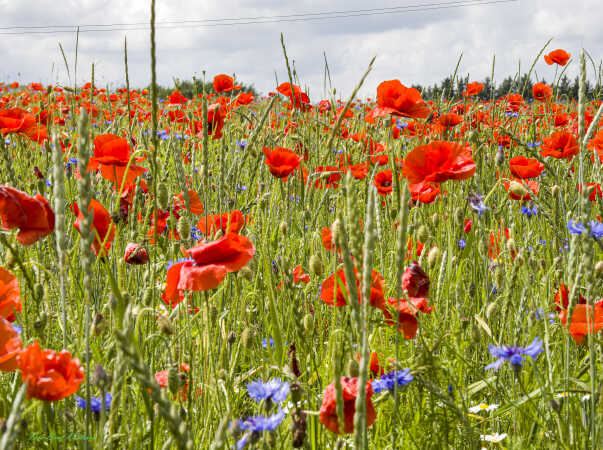 2026 jun 18 kornblomst valmuemark Hostrup (3)-SharpenAI-Standard