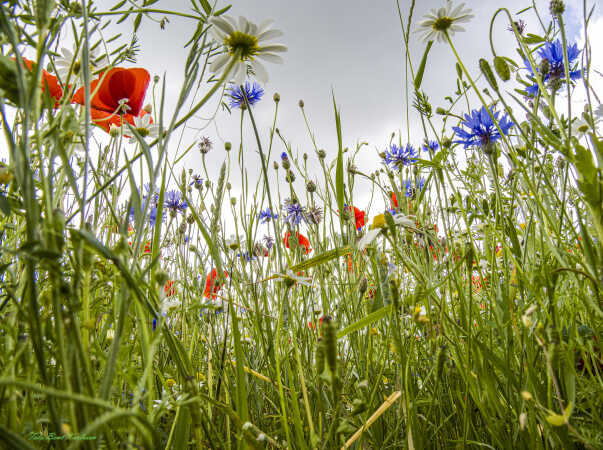 2026 jun 18 kornblomst valmuemark Hostrup (26)-SharpenAI-Standard