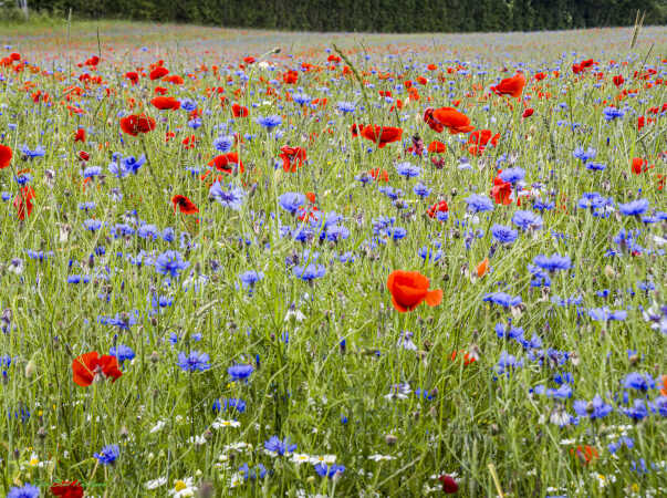 2026 jun 18 kornblomst valmuemark Hostrup (23)-SharpenAI-Motion