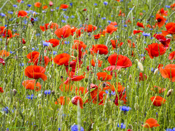 2026 jun 17 kornblomst valmuemark Hostrup (1)-SharpenAI-Motion