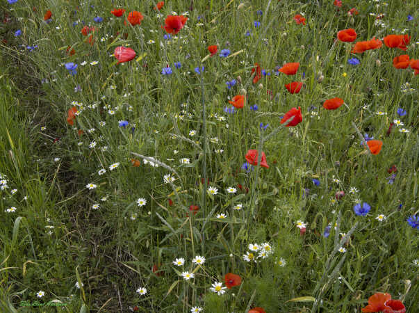 2026 jun 18 kornblomst valmuemark Hostrup (1)-SharpenAI-Motion