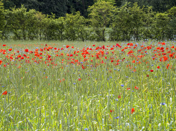2026 jun 18 kornblomst valmuemark Hostrup (13)-SharpenAI-Motion