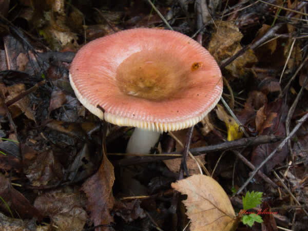 skovbunden 1