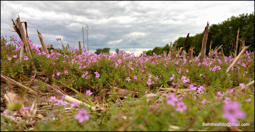 Sommer blomster