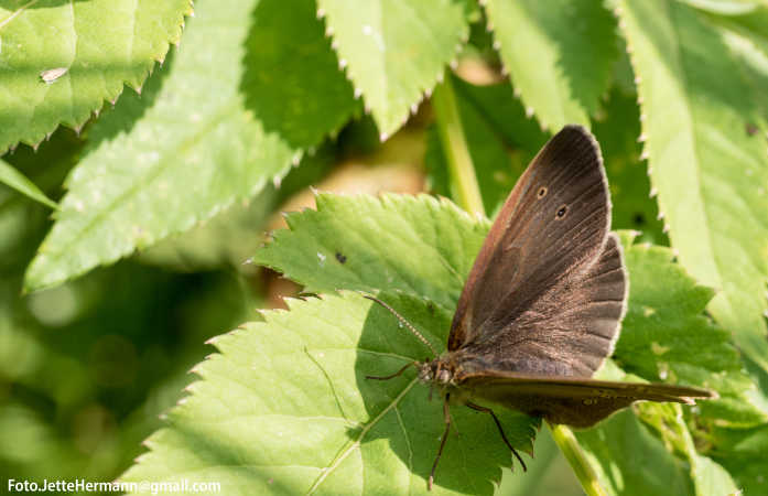 Lille sommerfugl