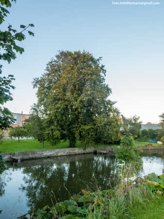 Træet ved vandet Haderslev