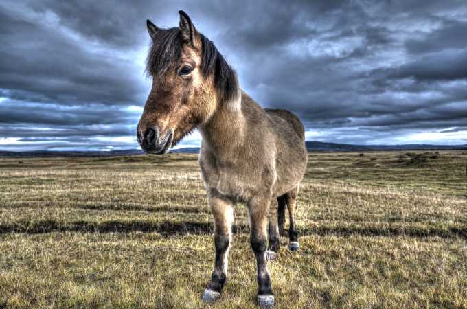 ISLAND HEST PÅ DE ISLANDSKE STEPPER