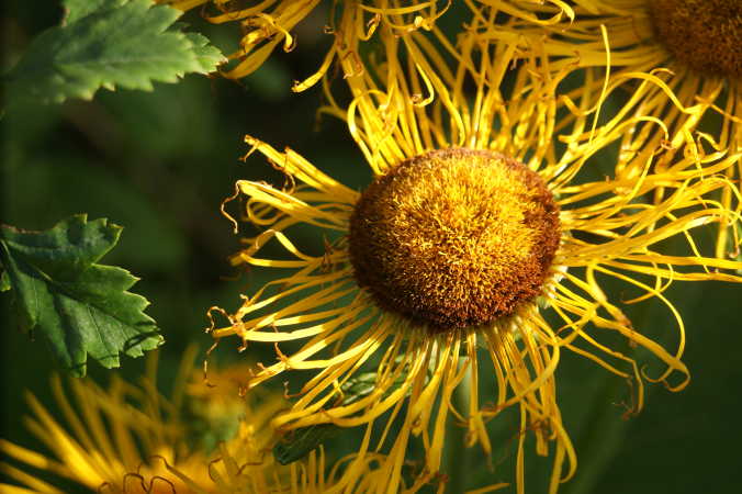 Ild blomst