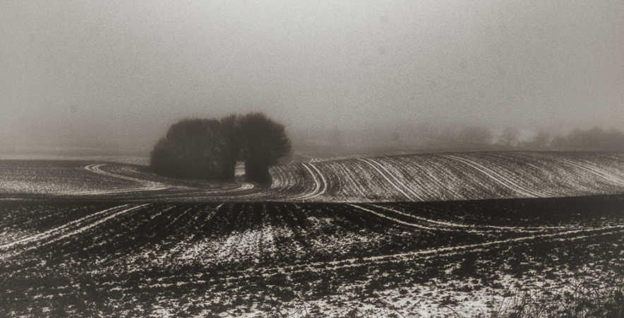 Snowy landscape