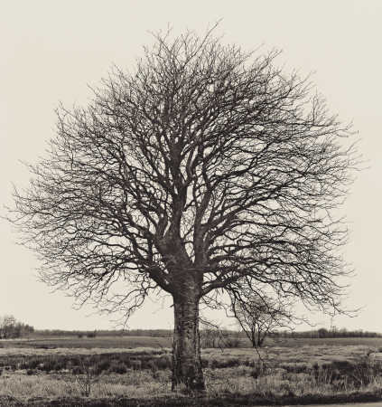 Tree portrit_