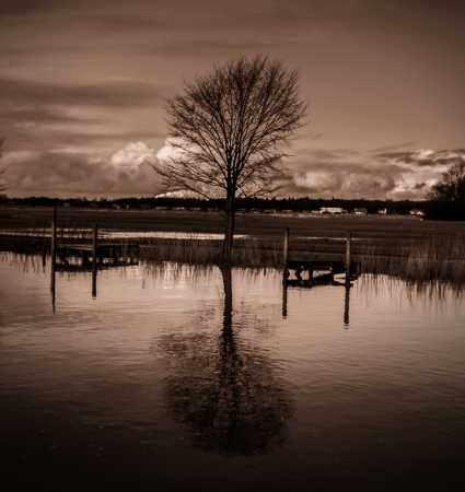 Tree and water refllection_