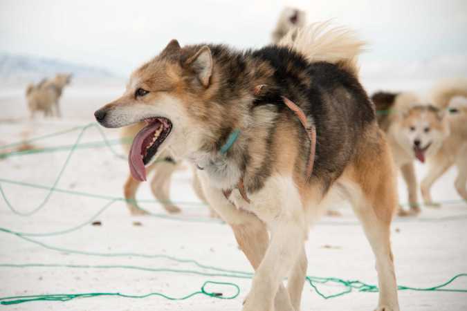 Førerhunden "Nanok"